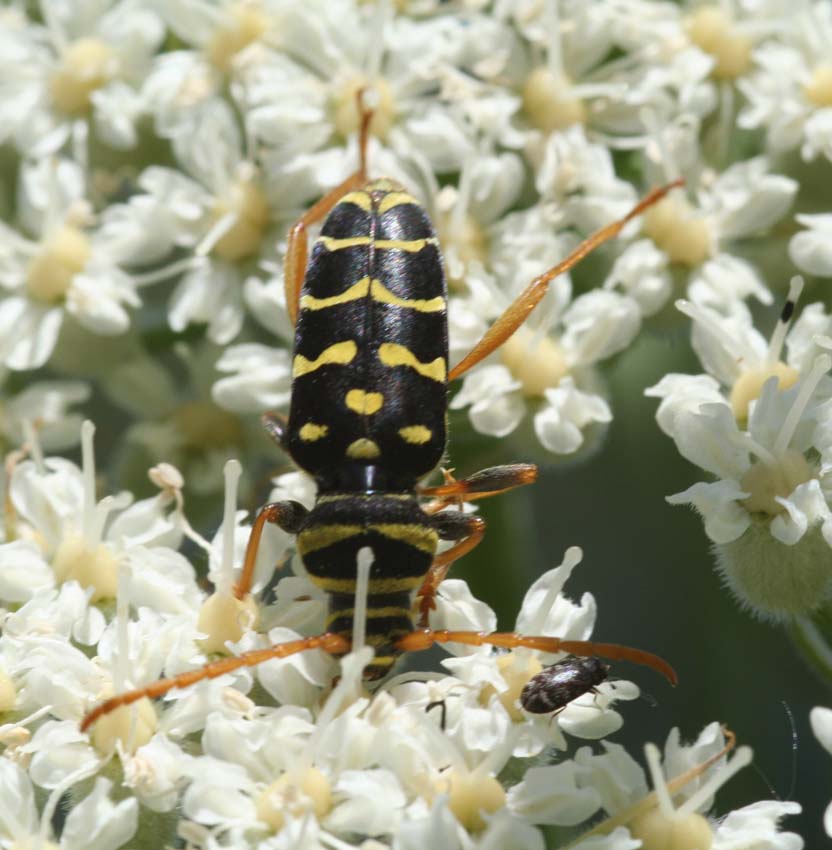 Plagionotus arcuatus e Clytus rhamni in Sardegna